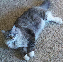 Distant Healing Cat